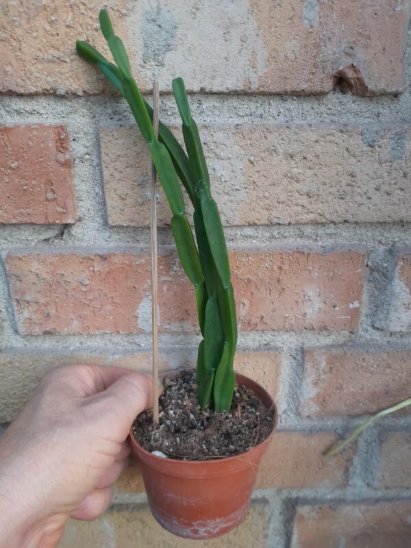 Rhipsalis paradoxa