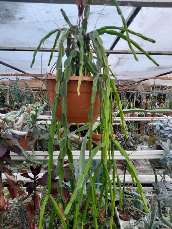 Rhipsalis paradoxa - Image 2