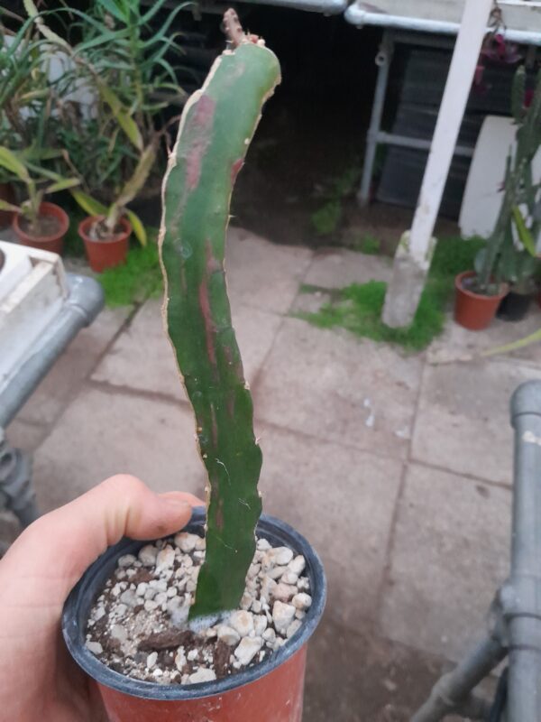 Hylocalycium