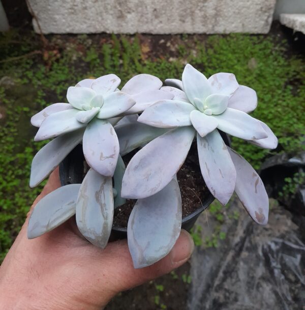 Graptopetalum cv. Murasaki