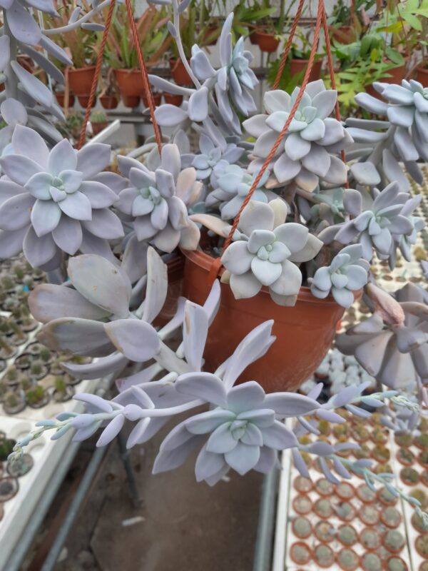 Graptopetalum cv. Murasaki - Image 2