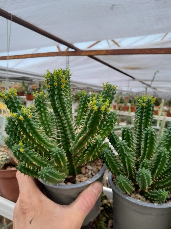 Euphorbia fimbriata