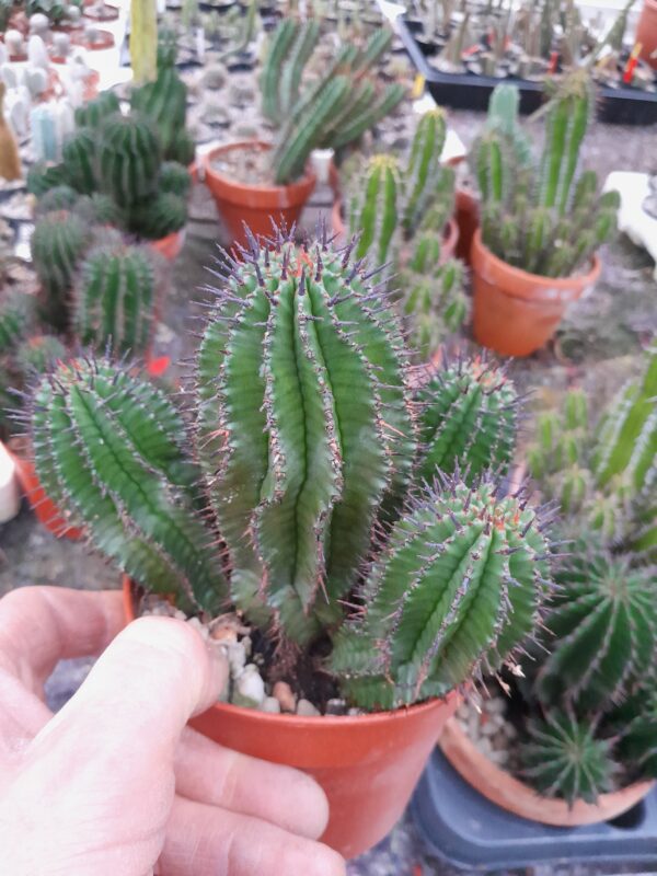 Euphorbia horrida