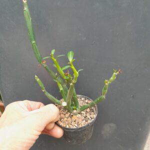Euphorbia pteroneura