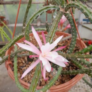 Selenicereus innesii