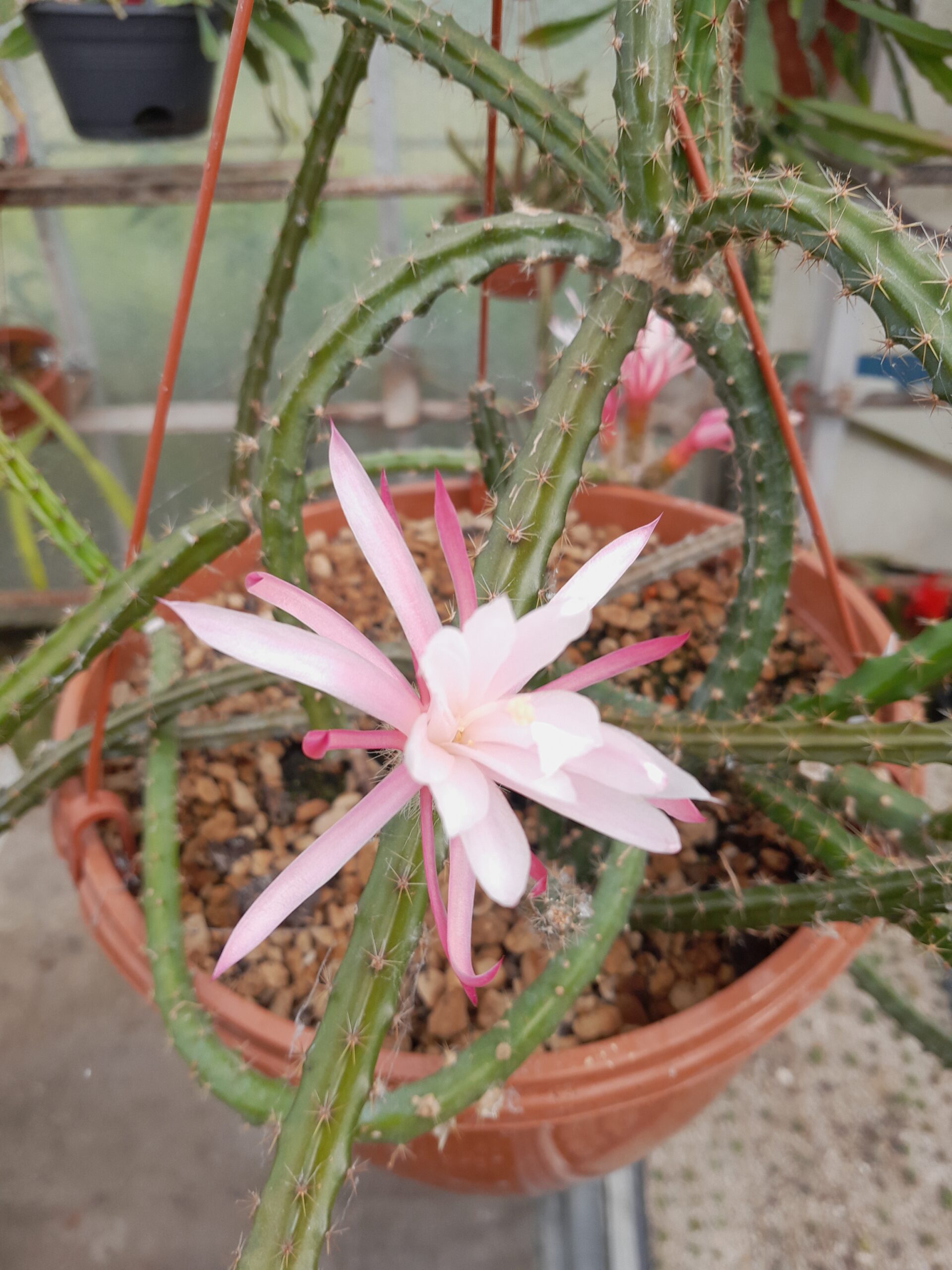 Selenicereus innesii