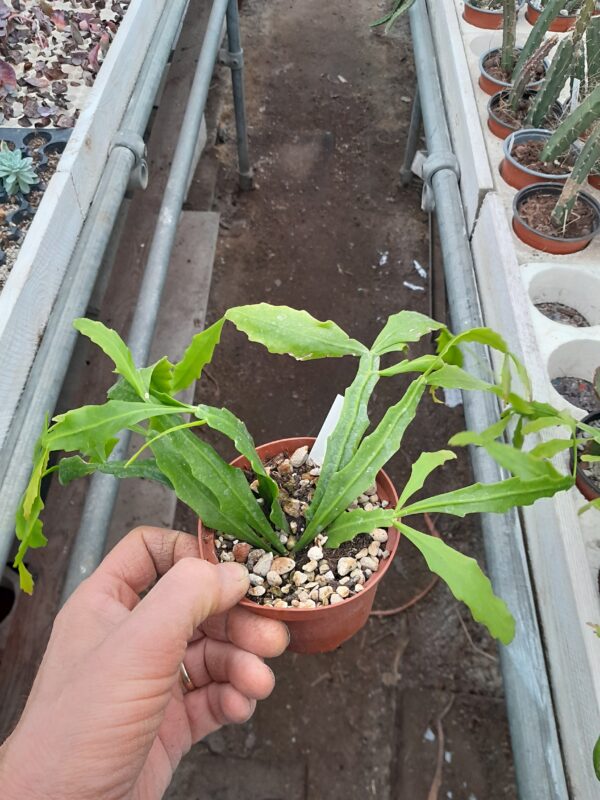 Rhipsalis goebeliana