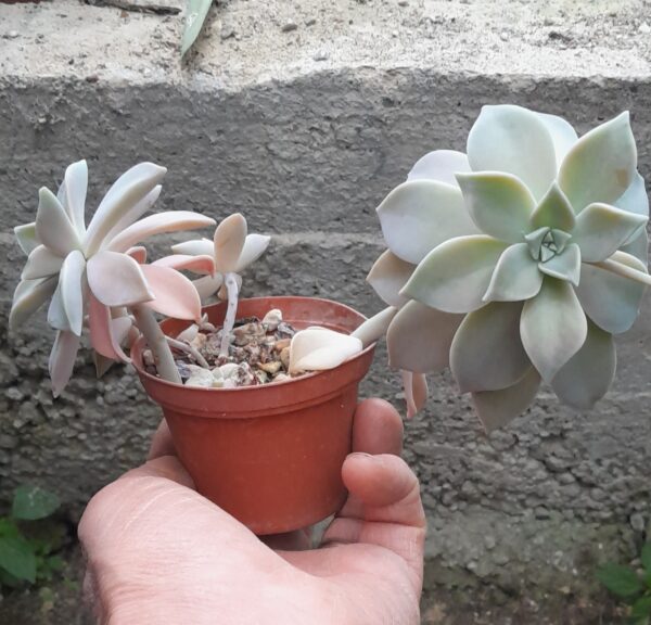 Graptopetalum paraguayense