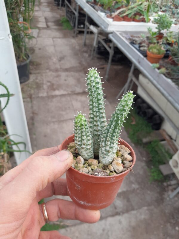 Euphorbia fimbriata f. variegata