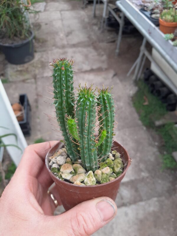 Euphorbia mammillaris