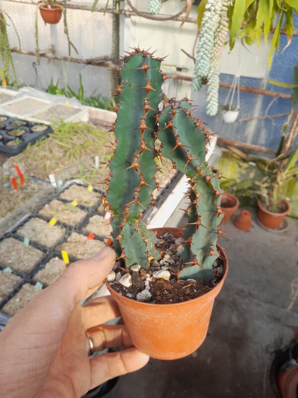 Euphorbia ledienii