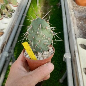 Opuntia sulphurea v pampeana