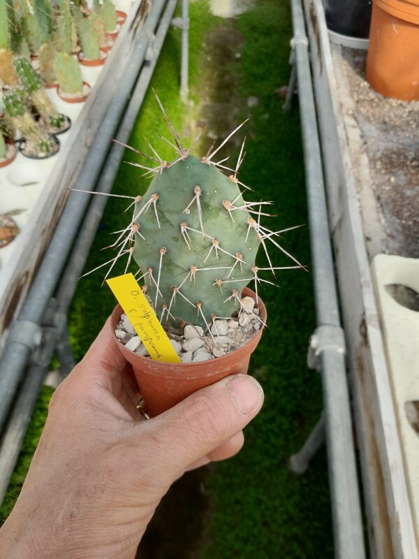 Opuntia sulphurea v pampeana