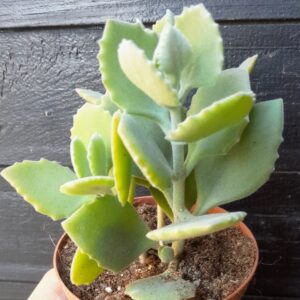 Kalanchoe millotii