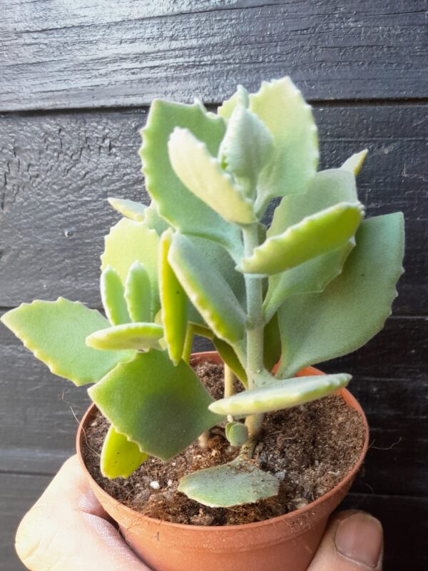 Kalanchoe millotii