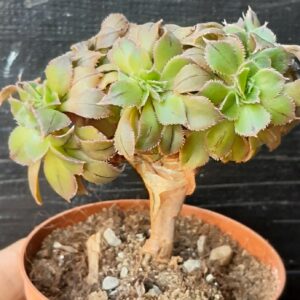Aeonium gomerense f. cristata