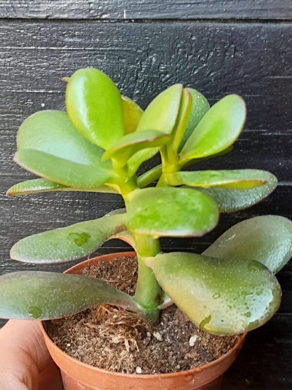 Crassula ovata