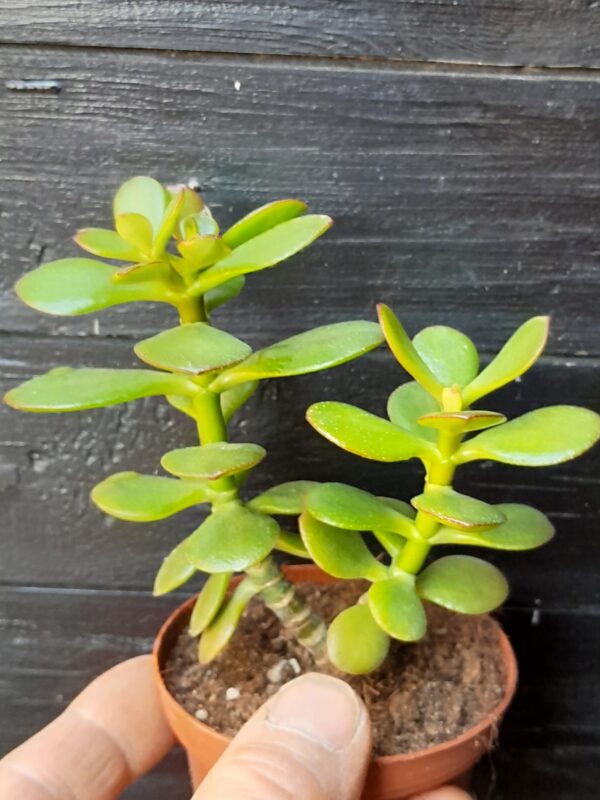 Crassula ovata f. Minor