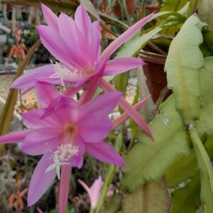 Disocactus nelsonii