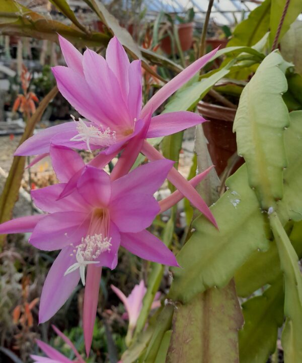 Disocactus nelsonii