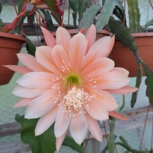 Epiphyllum cv. King Midas