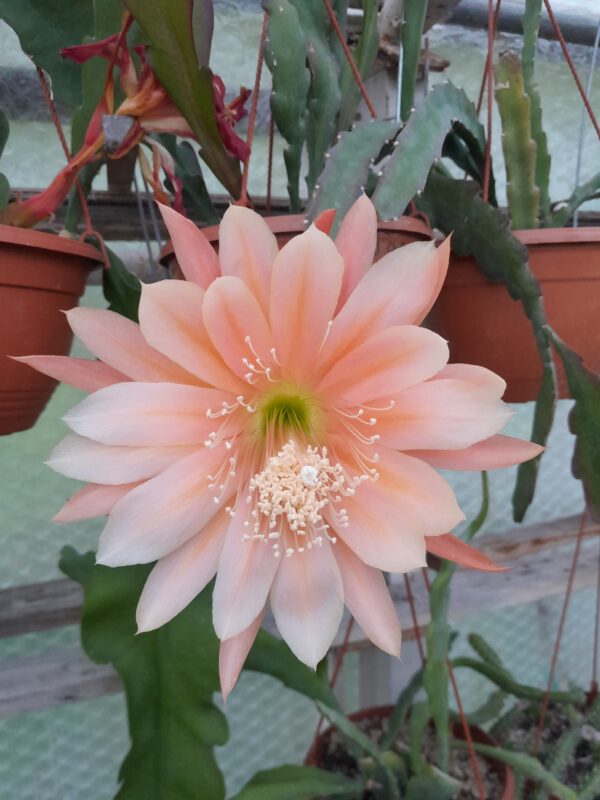 Epiphyllum cv. King Midas