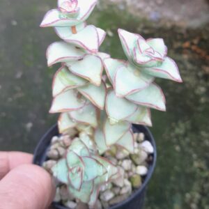 Crassula perforata "Giant Form"