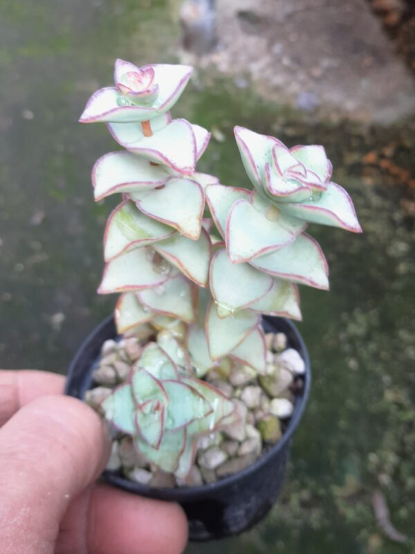 Crassula perforata "Giant Form"