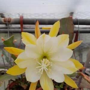 Epiphyllum cv. Golden Halo