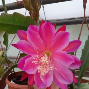 Epiphyllum cv. Boris Becker