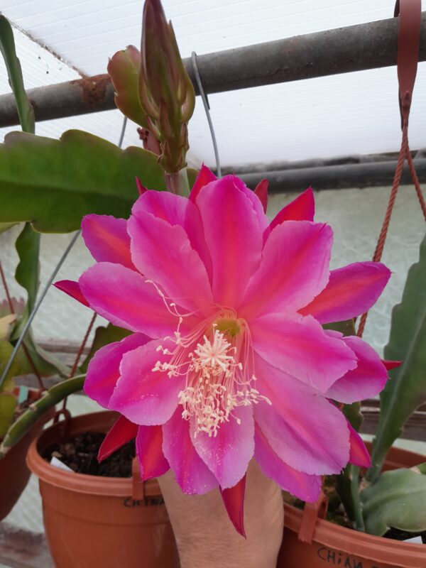 Epiphyllum cv. Boris Becker