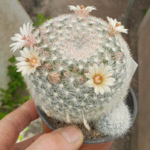 Mammillaria candida