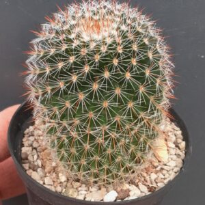 Mammillaria haageana