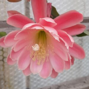 Epiphyllum cv. Joseph Joosens