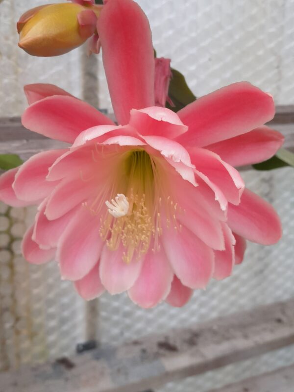 Epiphyllum cv. Joseph Joosens