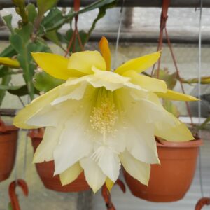 Epiphyllum cv. Princess Kelly