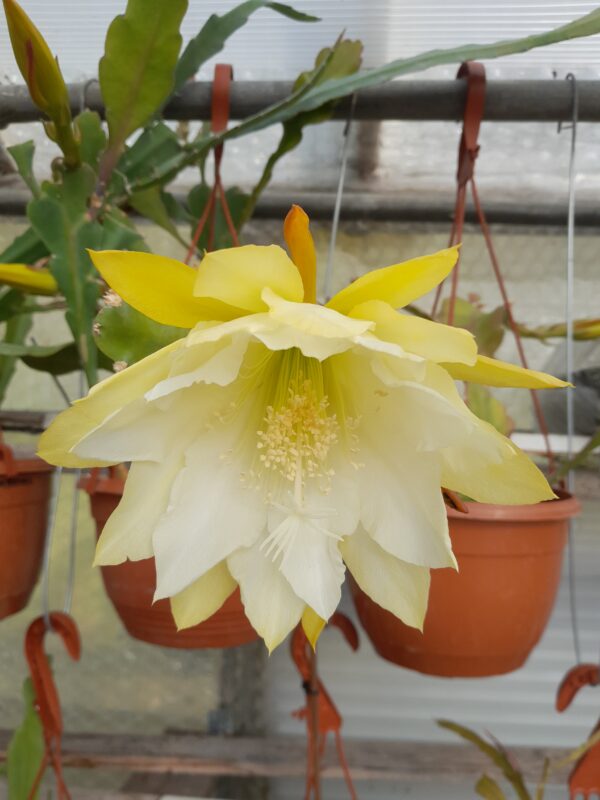 Epiphyllum cv. Princess Kelly