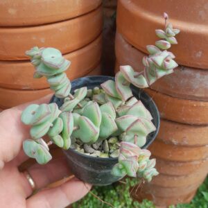 Crassula rupestris