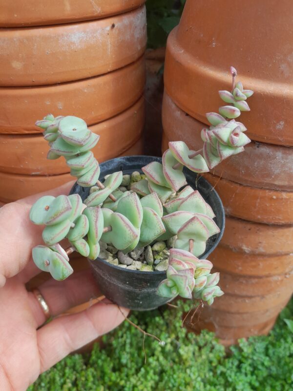 Crassula rupestris