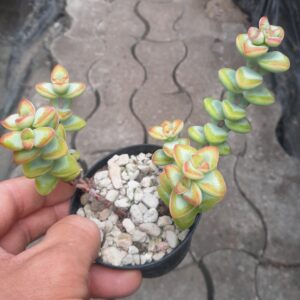 Crassula brevifolia