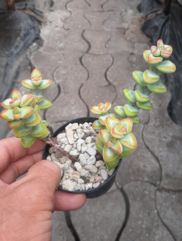 Crassula brevifolia