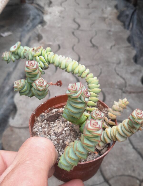 Crassula rupestris ssp. marnieriana