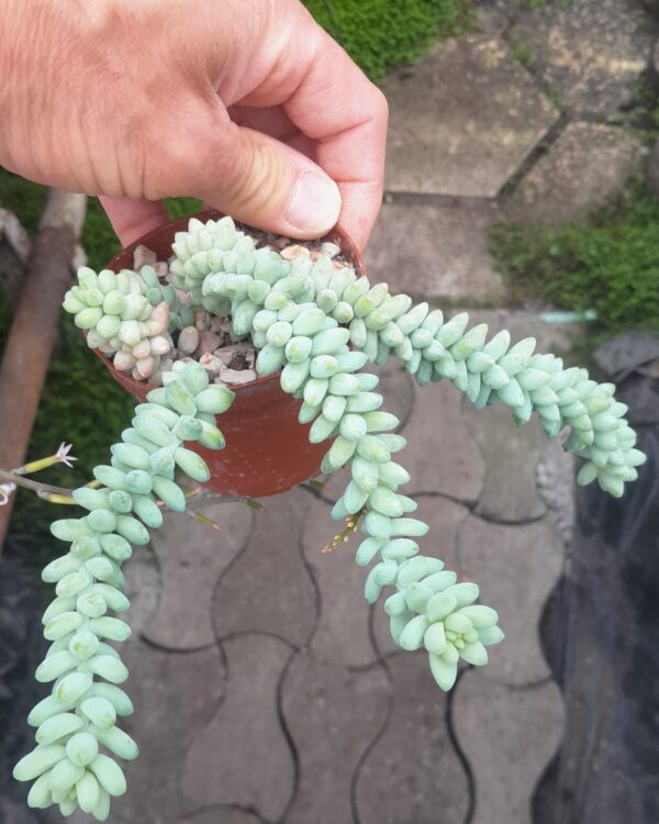 Sedum burrito