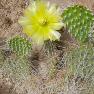 Opuntia polyacantha, Kansas, Ness County