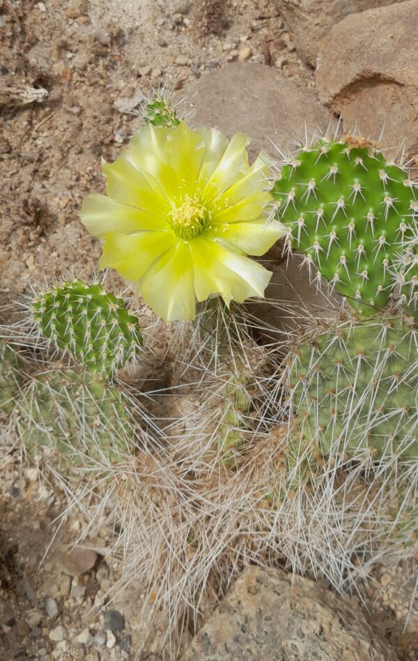 Opuntia polyacantha, Kansas, Ness County