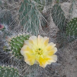 Opuntia polyacantha v hystricina, arizona, Holbrook