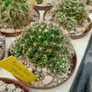 Mammillaria sphaerica