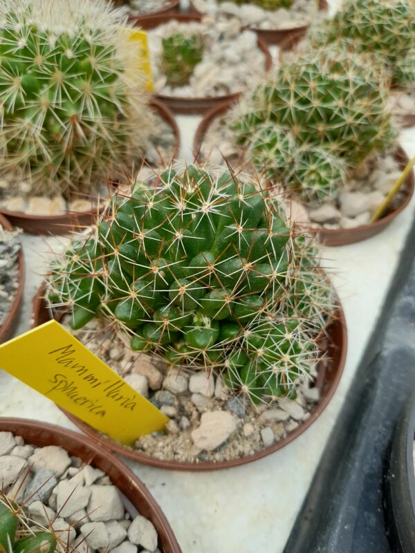 Mammillaria sphaerica