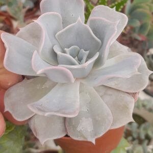 Echeveria lilacina