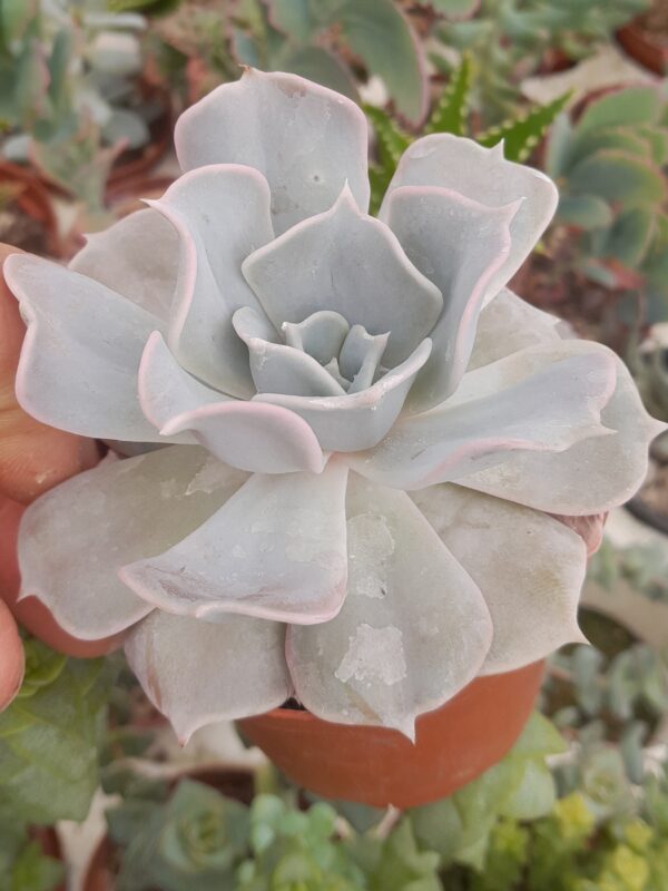 Echeveria lilacina